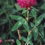 Trifolium_medium_1
