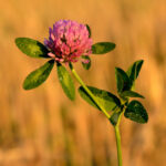 Trifolium_pratense_-_Keila