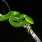 Trimeresurus_albolabris,_White-lipped_pit_viper_(female)_-_Kaeng_Krachan_National_Park_(27493423545)