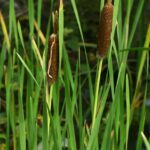 Typha-shuttleworthii_Bornand-Christophe_2010-08-04_3568