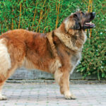 Typicky-leonberger