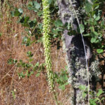 Umbilicus_heylandianus_Habito_2010-6-08_DehesaBoyalPuertollano