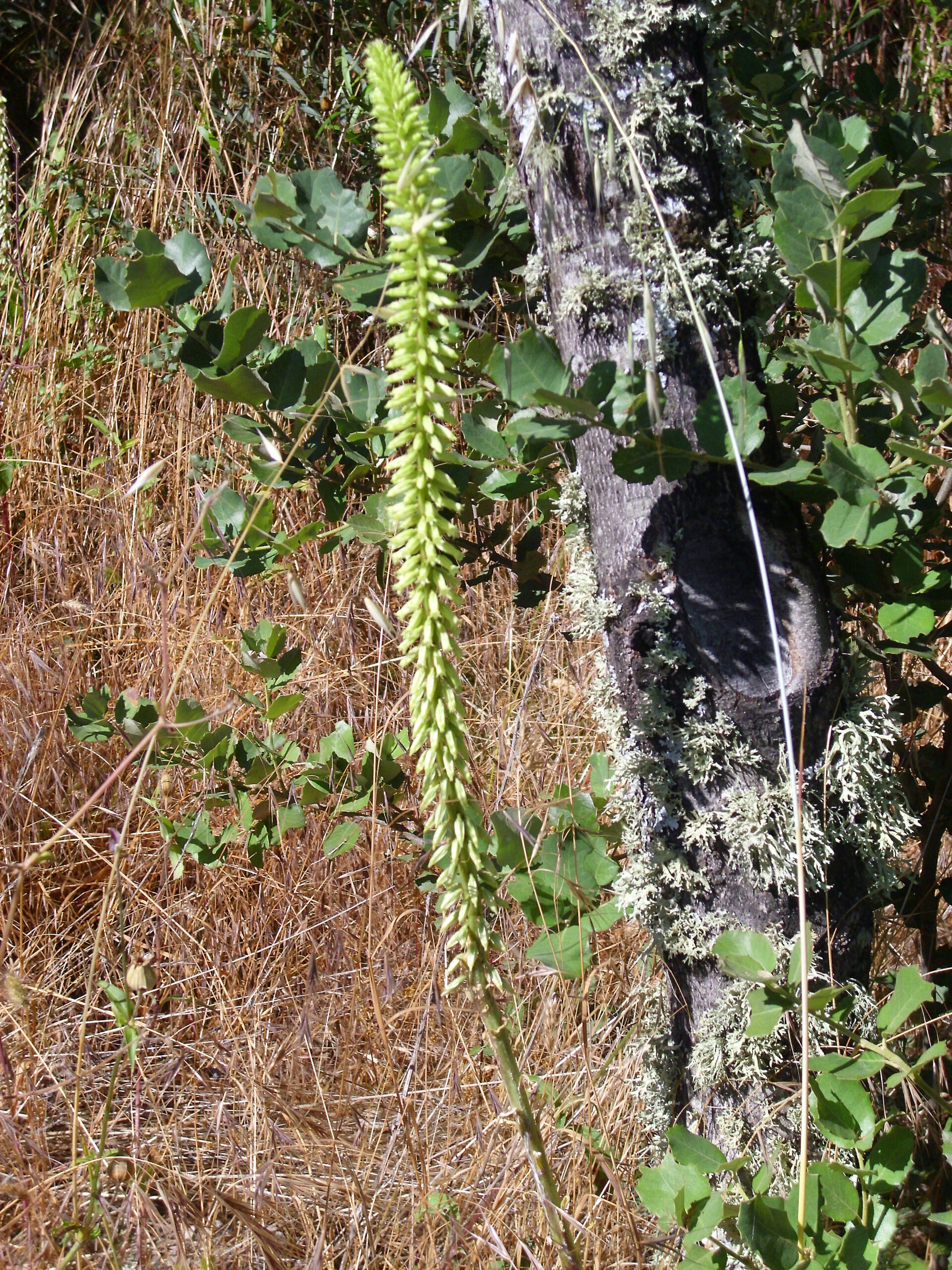 Umbilicus heylandianus