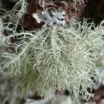 Usnea_hirta_MS4