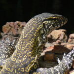 Varanus_niloticus_0005