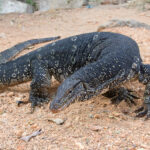 Varanus_salvator_-_01