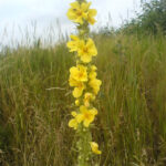 Verbascum_densiflorum_S2