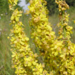 Verbascum_lychnitis_(flowers)_2
