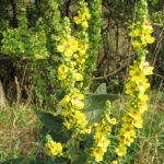 Verbascum_nigrum_02
