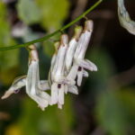 Vicia cirrhosa10