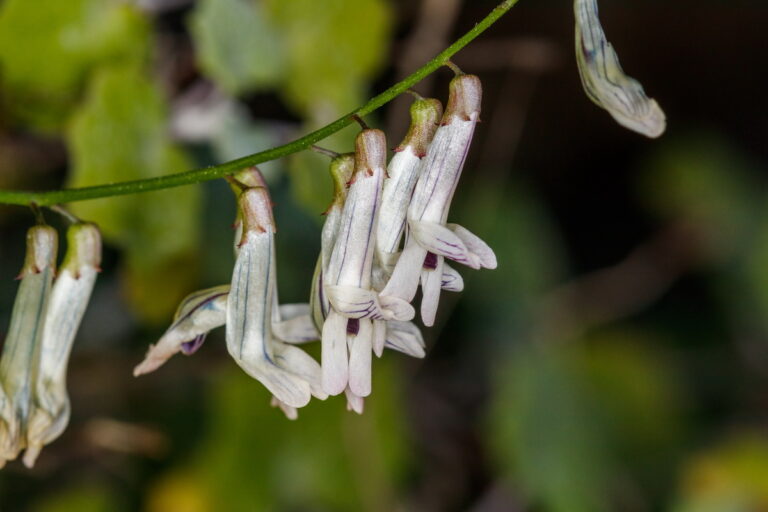 Vicia cirrhosa10