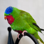 Unknown Tropical Bird