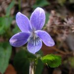 Violeta de Anaga (Viola anagae Gilli)