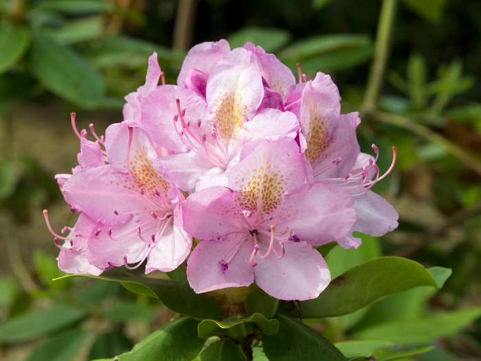 Rododendron ´roseum superbum´