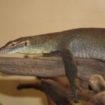 Washington_DC_Zoo_-_Varanus_mertensi_2