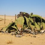 Welwitschia_mirabilis(2)
