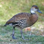 West_Indian_Whistling-Duck_(Dendrocygna_arborea)_RWD4