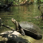 Western_Caspian_turtle_(Mauremys_rivulata),_El-Al_river
