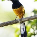 White-rumped-shama-yala-sri-lanka-casey-klebba