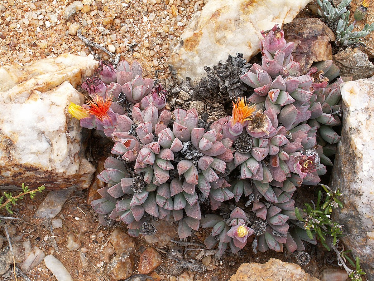 Stomatium braunsii