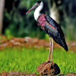 Woolly-necked_Stork_(Ciconia_episcopus)_Photograph_By_Shantanu_Kuveskar