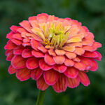Zinnienblüte_Zinnia_elegans_stack15_20190722-RM-7222254