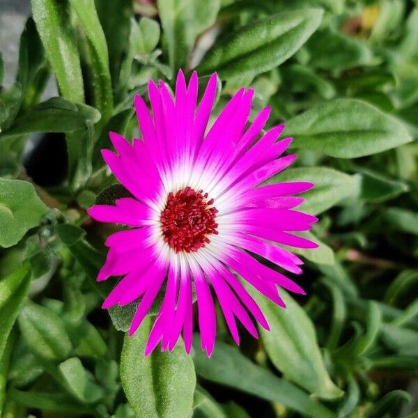 Cleretum criniflorum