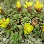 aa Saxifraga pseudolaevis