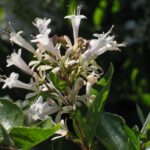 abeliaherb3