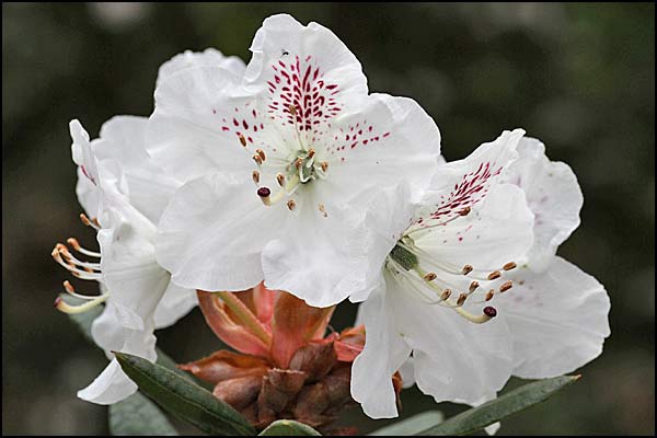 Rododendron aberconway