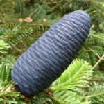 abies-spectabilis-1