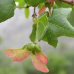 acersemperherb1