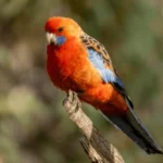 adelaide-crimson-rosella-platycercus-elegans-600nw-2495773199.jpg
