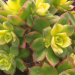 aeonium-decorum-variegata