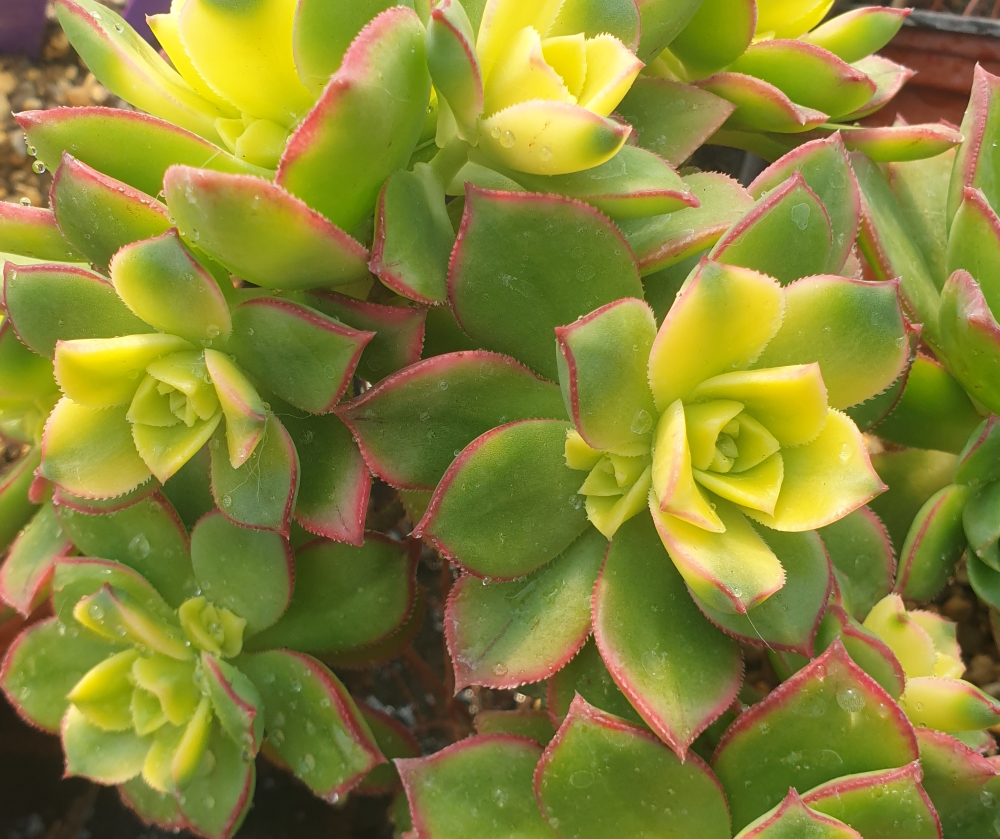 Aeonium zdobné