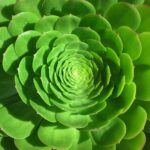 aeonium_subplanum51