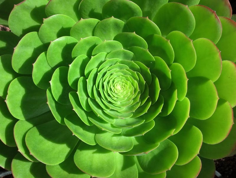 Aeonium ploché