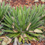 agave-mexicke-agave-filifera-semena-7-ks