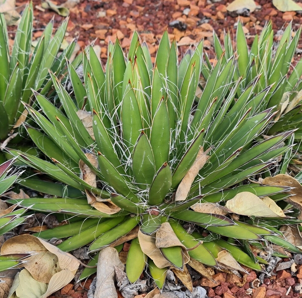 Agave filifera