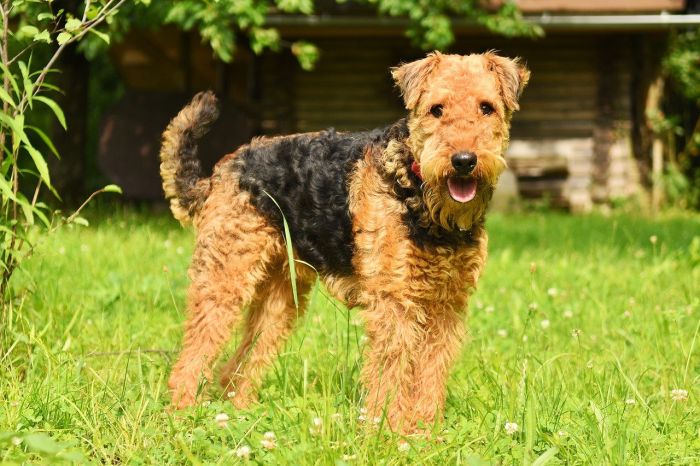 Airedale teriér