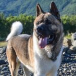 akita 2