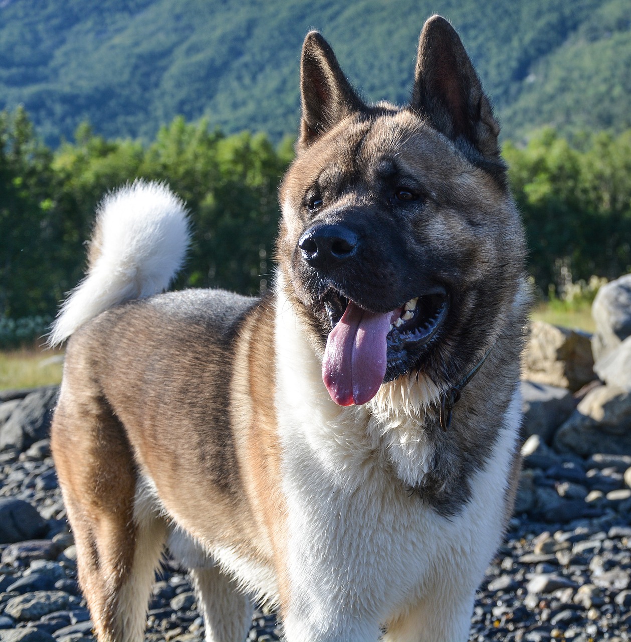 Americká akita