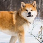 akita-inu-im-schnee