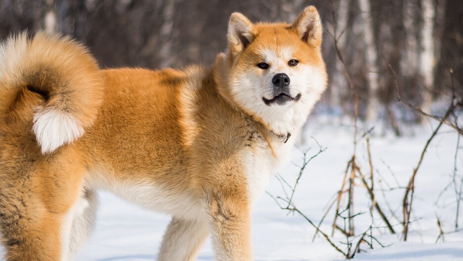 Akita inu