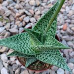 aloe-variegata-tribal