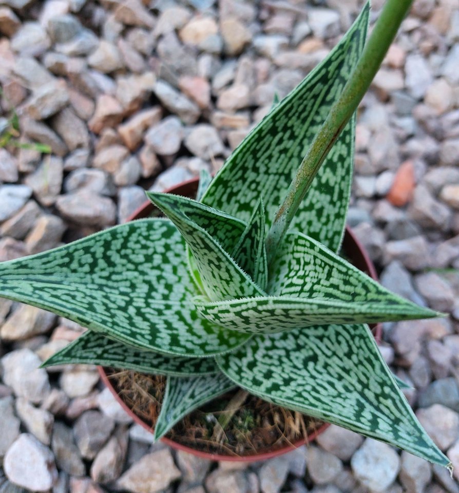 Aloe sokolí pero