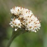 antencarpatherb1