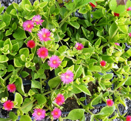 Aptenia cordifolia