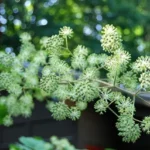 aralia-new-house.jpg