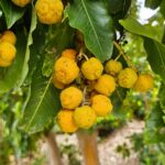arbutus-canariensis-2